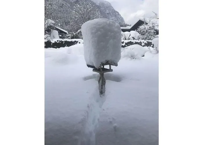 Aurikel Garmisch-Partenkirchen